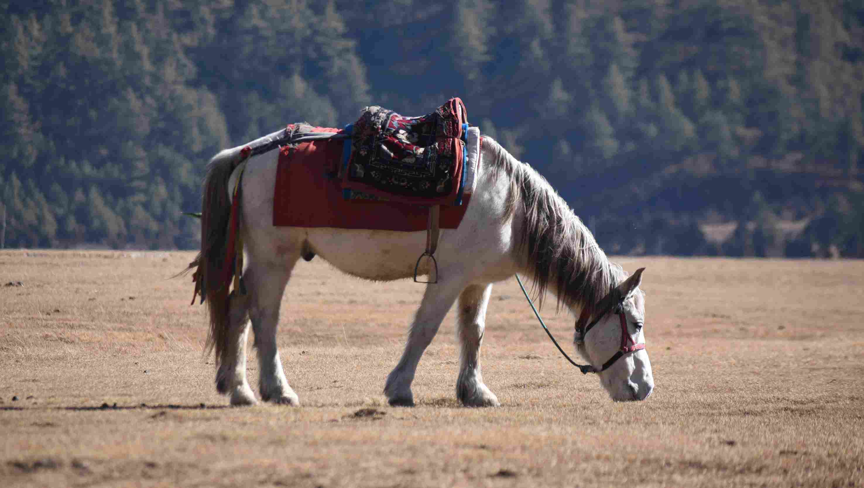 Horse grazing in the Dhorpatan Valley